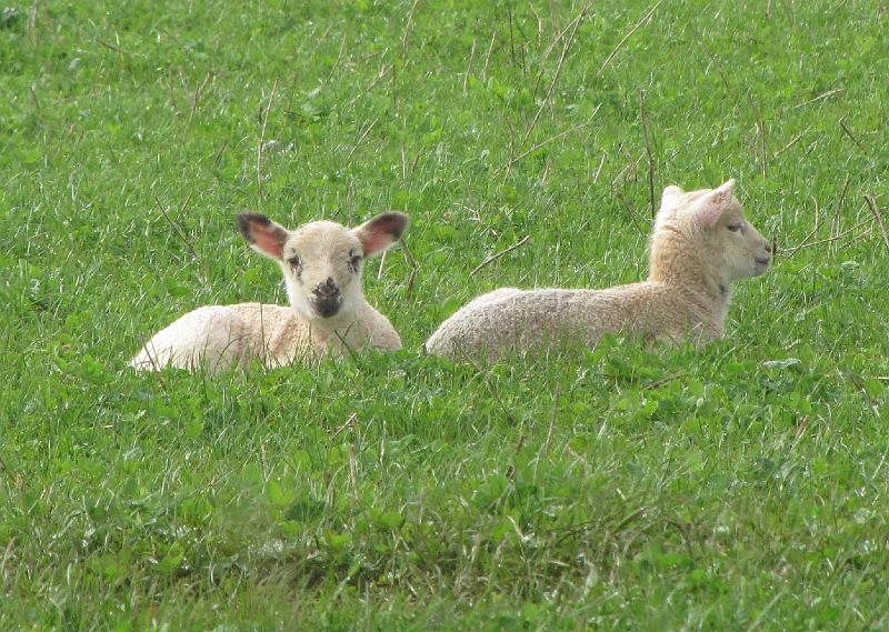 IMG_1406.JPG - lief