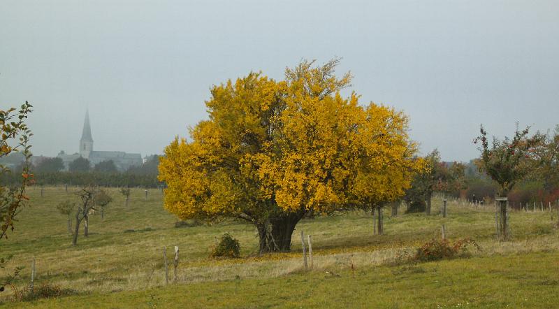 Herfstwandeling_(147).JPG